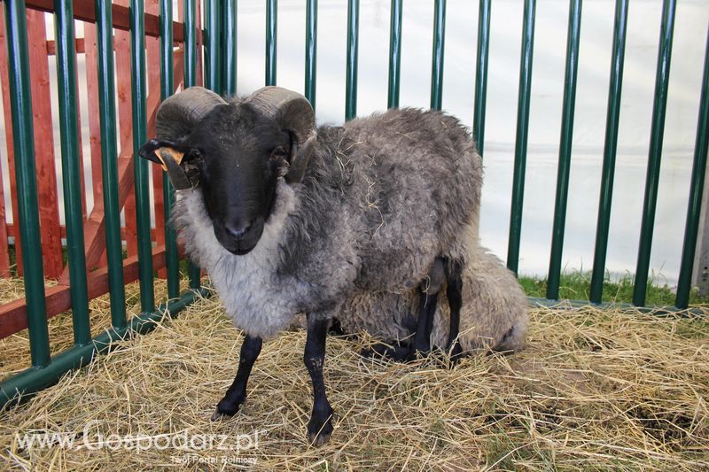 Konferencja Naukowo-Techniczna pt. Innowacyjność w produkcji zwierzęcej - oczekiwania czy konieczność dzień drugi