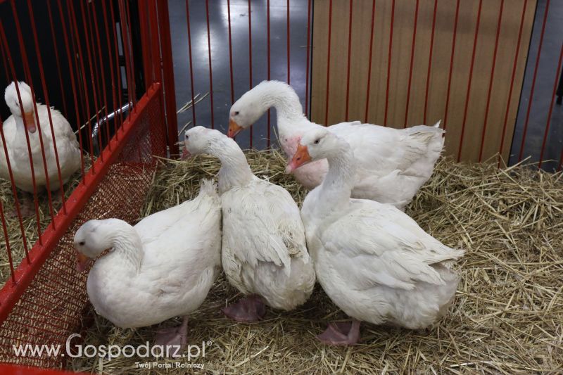Krajowa Wystawa Zwierząt Hodowlanych w Poznaniu 2017 (sobota, 6 maja)