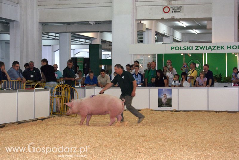 Lochy, knury na XXV Krajowej Wystawie Zwierząt Hodowlanych