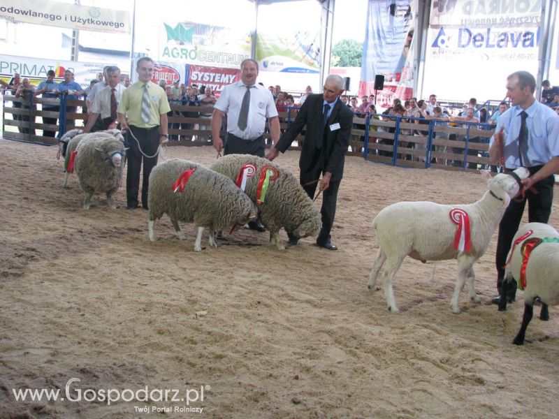 Owce- Szepietowo 2012 XIX Regionalna Wystawa Zwierząt Hodowlanych