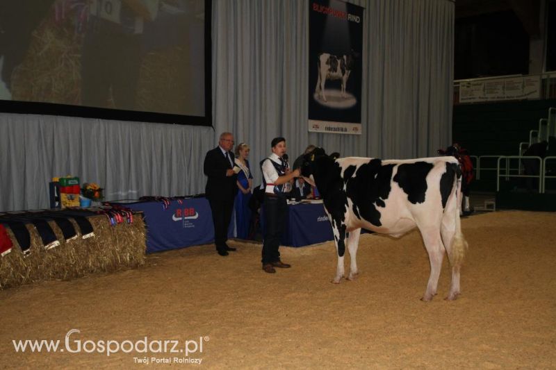 Wystawa  Blickpunkt Rind 2013 w miejscowości Paaren/Glien (Niemcy)