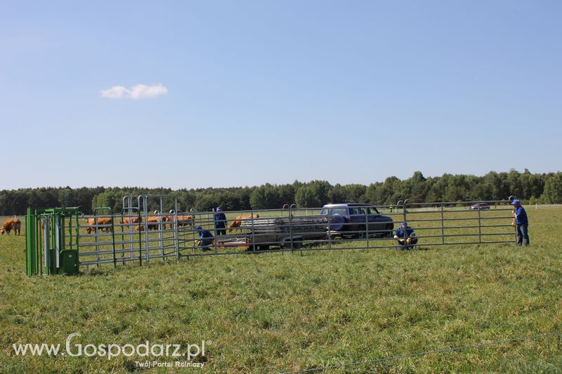 Wypas bydła - Zielone Agro Show 2011 Kąkolewo 