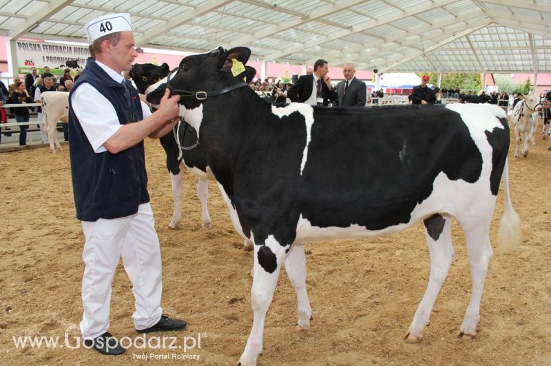 VII Ogólnopolska Wystawa Bydła Hodowlanego - Sielinko 2012
