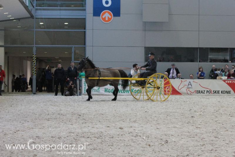 CAVALIADA 2013 w Poznaniu