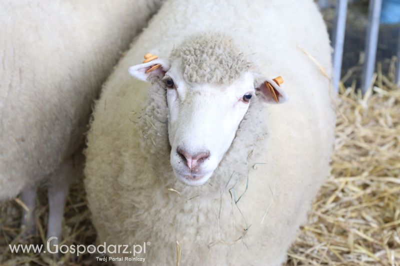 Krajowa Wystawa Zwierząt Hodowlanych w Poznaniu 2017 (niedziela, 7 maja)