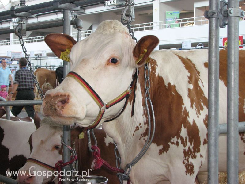Bydło mleczne na XXV Krajowej Wystawie Zwierząt Hodowlanych