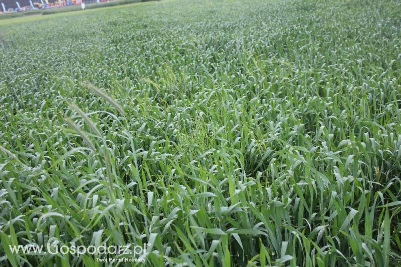 Polskie Zboża i Zielone Agro Show 2013