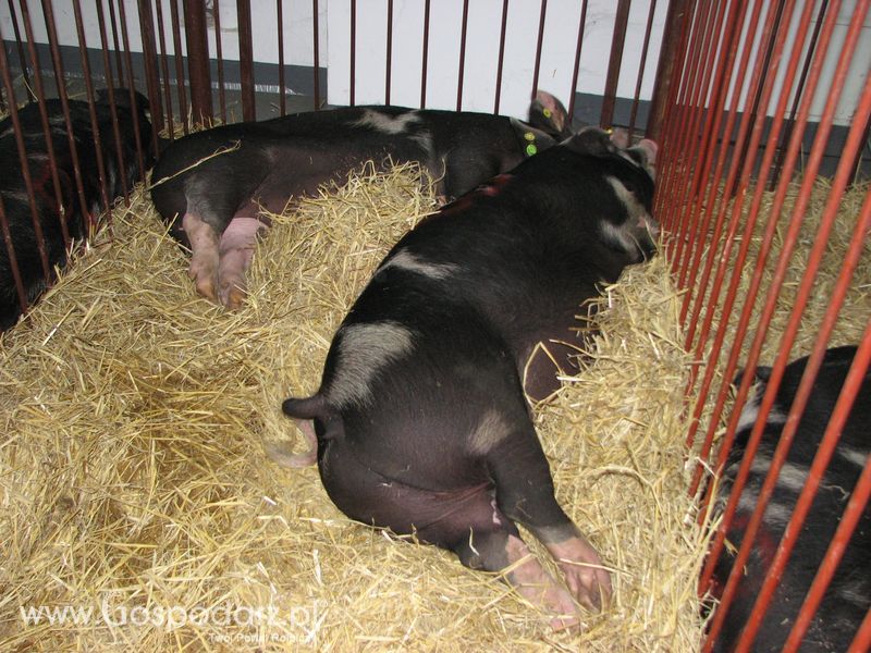 Lochy, knury na XXV Krajowej Wystawie Zwierząt Hodowlanych