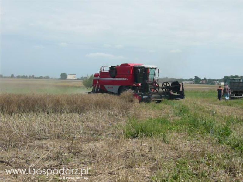 Żniwa Rzepakowe 2011