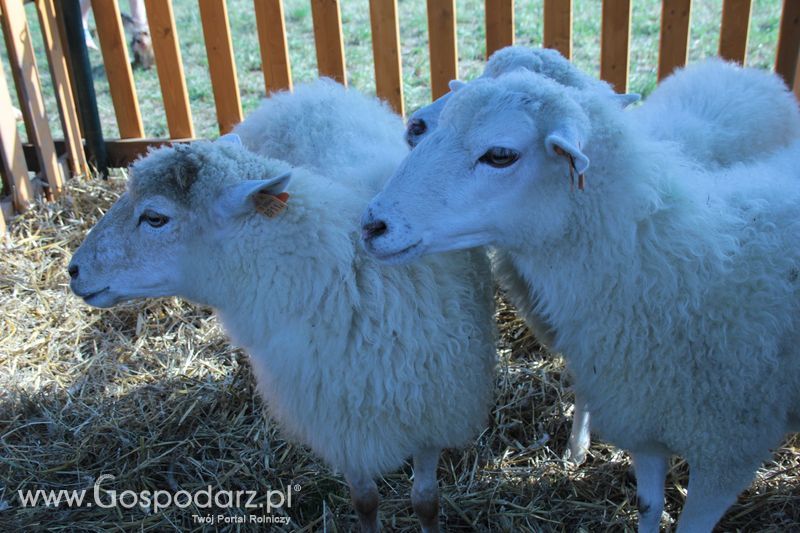 Pożegnanie Wakacji w Rudawce Rymanowskiej