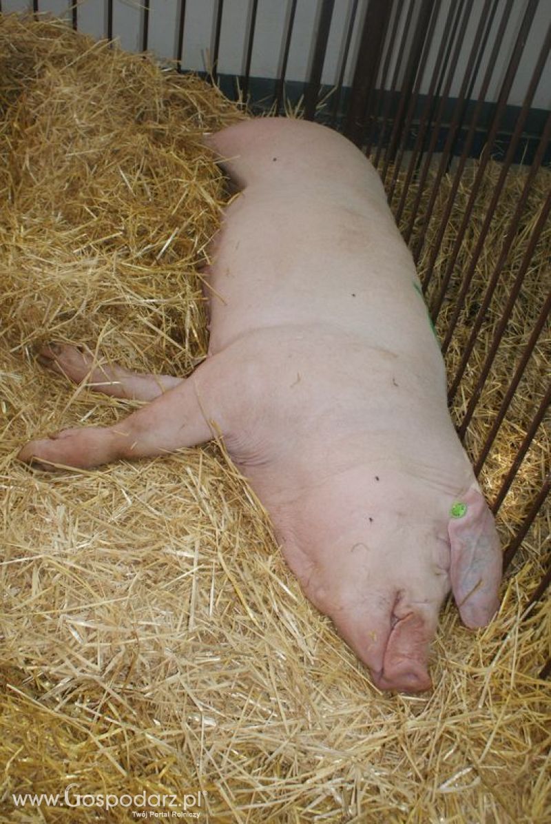 Lochy, knury na XXV Krajowej Wystawie Zwierząt Hodowlanych