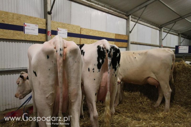 Wystawa  Blickpunkt Rind 2013 w miejscowości Paaren/Glien (Niemcy)