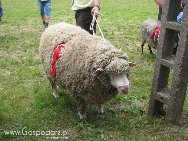 Owce- Szepietowo 2012 XIX Regionalna Wystawa Zwierząt Hodowlanych