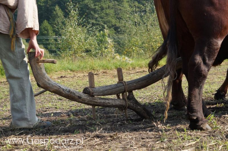 Biskupin - wioska pierwszych rolników