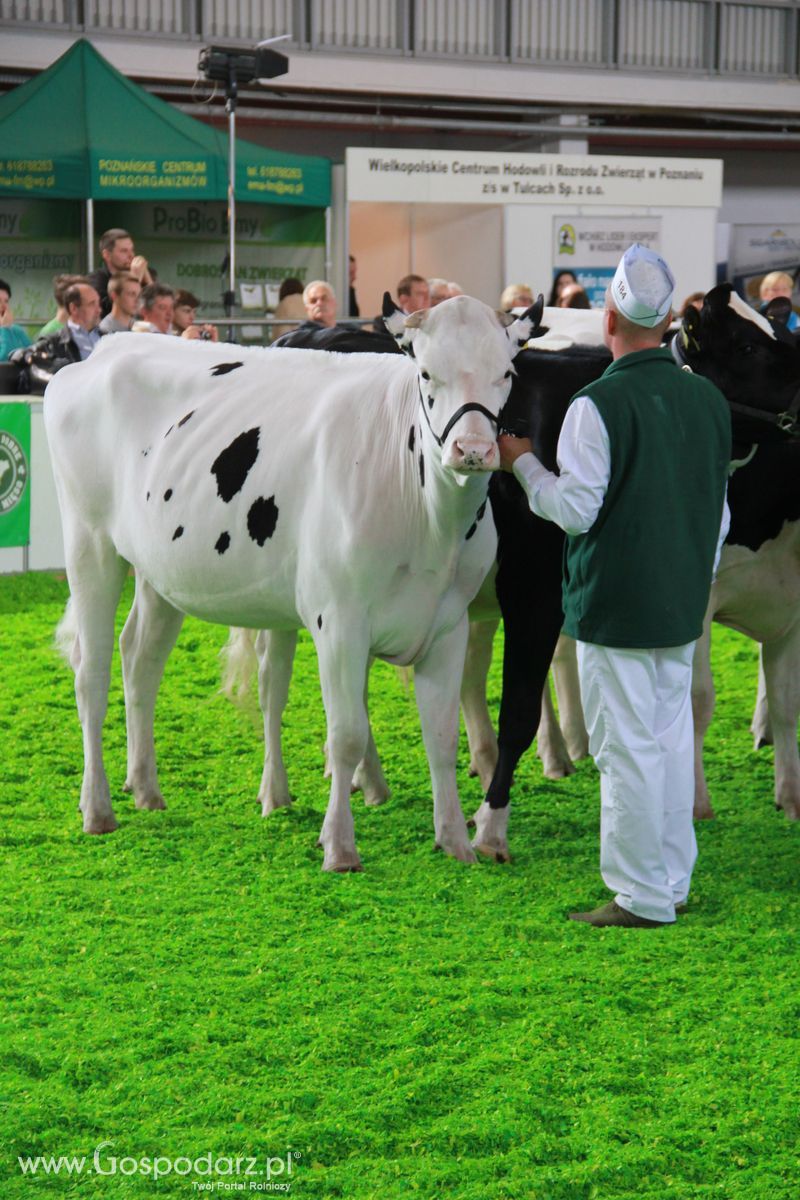 KWZH 2015 piątek