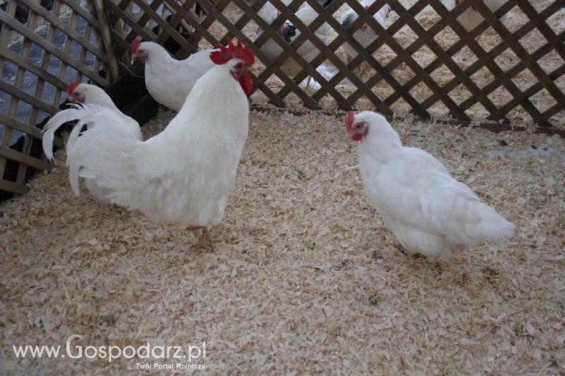 XXVI Krajowa Wystawa Zwierząt Hodowlanych - sobota i niedziela