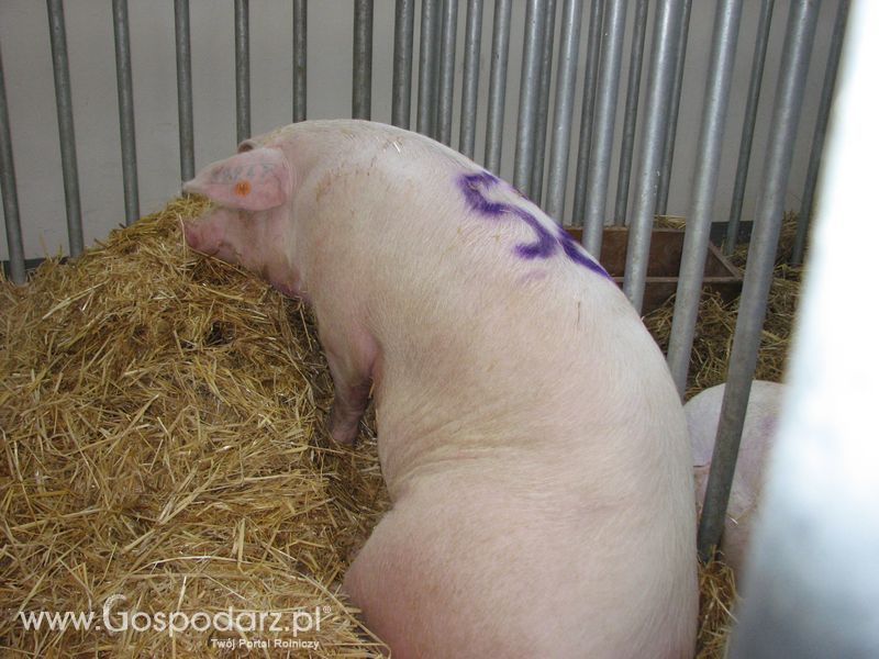 Lochy, knury na XXV Krajowej Wystawie Zwierząt Hodowlanych