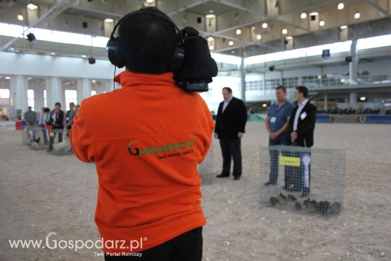 XXVI Krajowa Wystawa Zwierząt Hodowlanych - sobota i niedziela