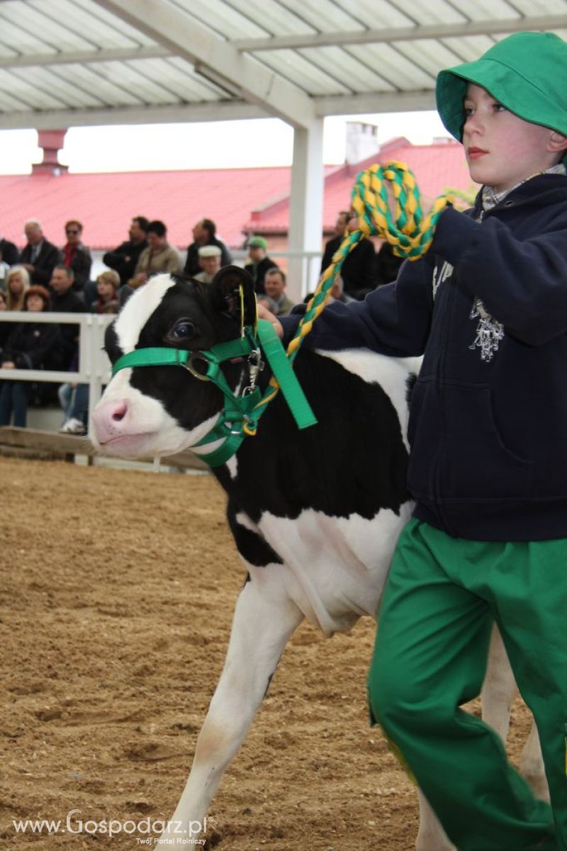 Mali Hodowcy VII Ogólnopolska Wystawa Bydła Hodowlanego w Sielinku 2012