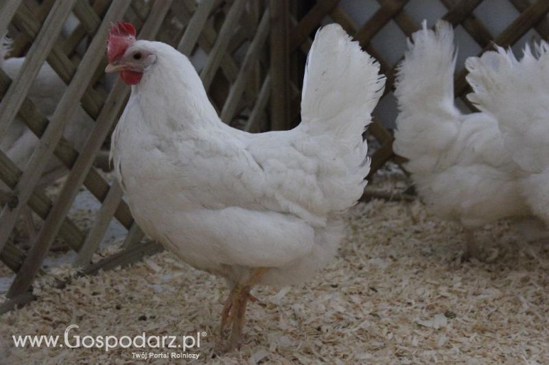 XXVI Krajowa Wystawa Zwierząt Hodowlanych - sobota i niedziela