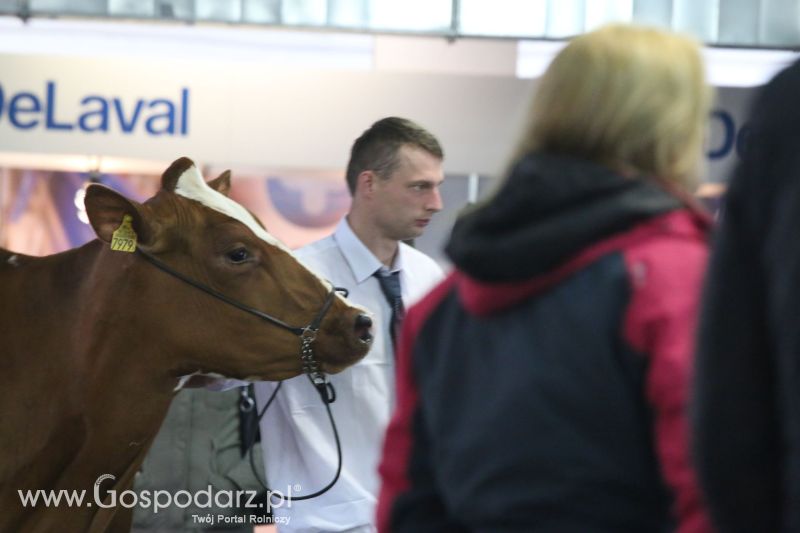 Krajowa Wystawa Zwierząt Hodowlanych w Poznaniu 2017 (sobota, 6 maja)