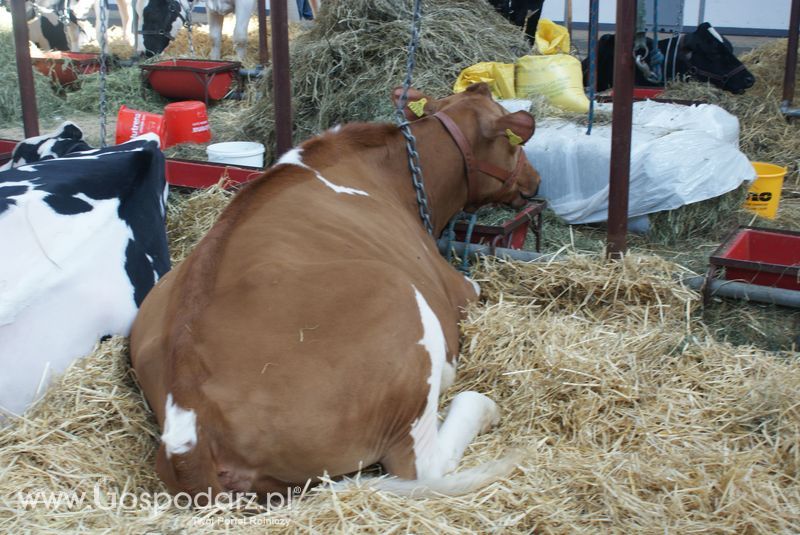 Bydło mleczne na XXV Krajowej Wystawie Zwierząt Hodowlanych