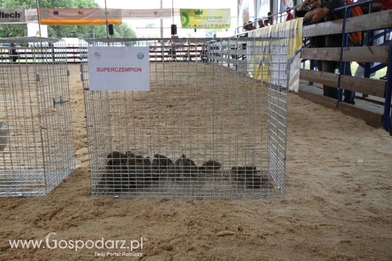 VIII Ogólnopolska Wystawa Bydła Hodowlanego, XXI Regionalna Wystawa Zwierząt Hodowlanych i Dni z Doradztwem Rolniczym w Szepietowie