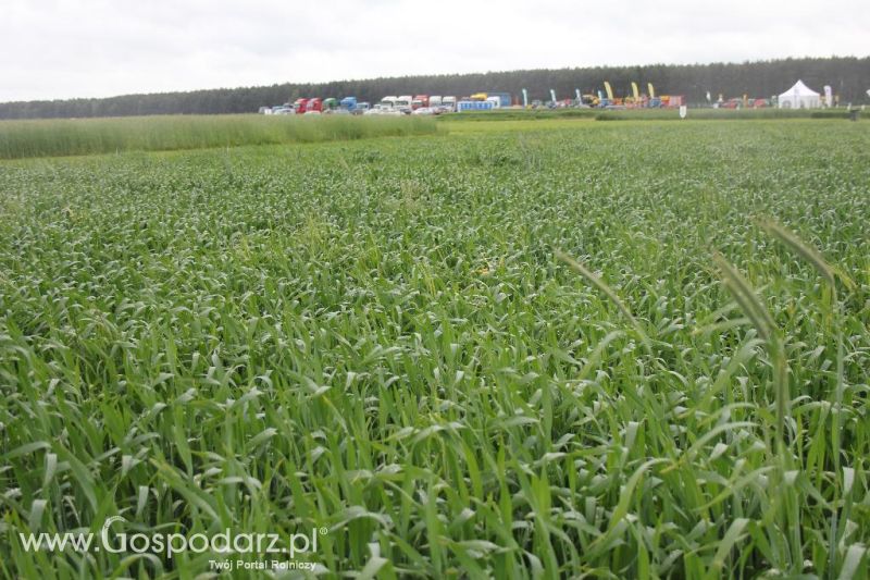 Polskie Zboża i Zielone Agro Show 2013