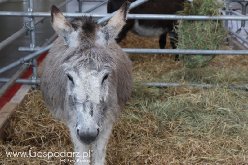 Krajowa Wystawa Zwierząt Hodowlanych w Poznaniu 2017 (niedziela, 7 maja)