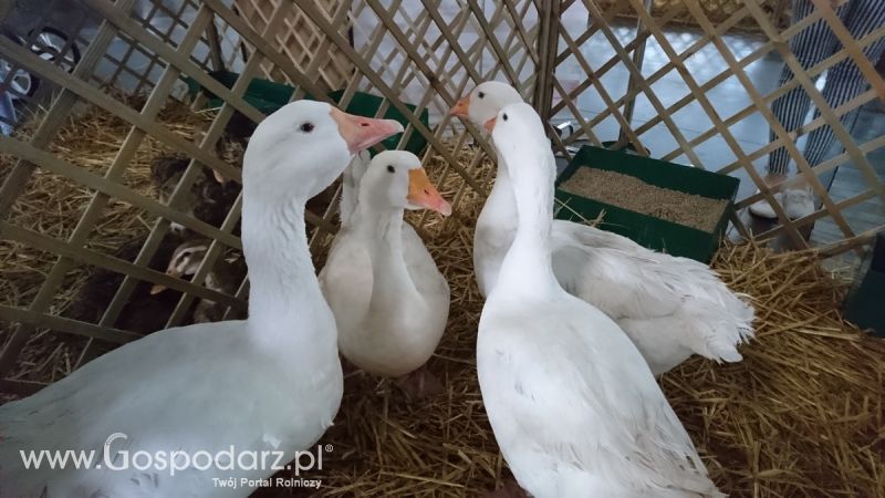 Narodowa Wystawa Zwierząt Hodowlanych 2019