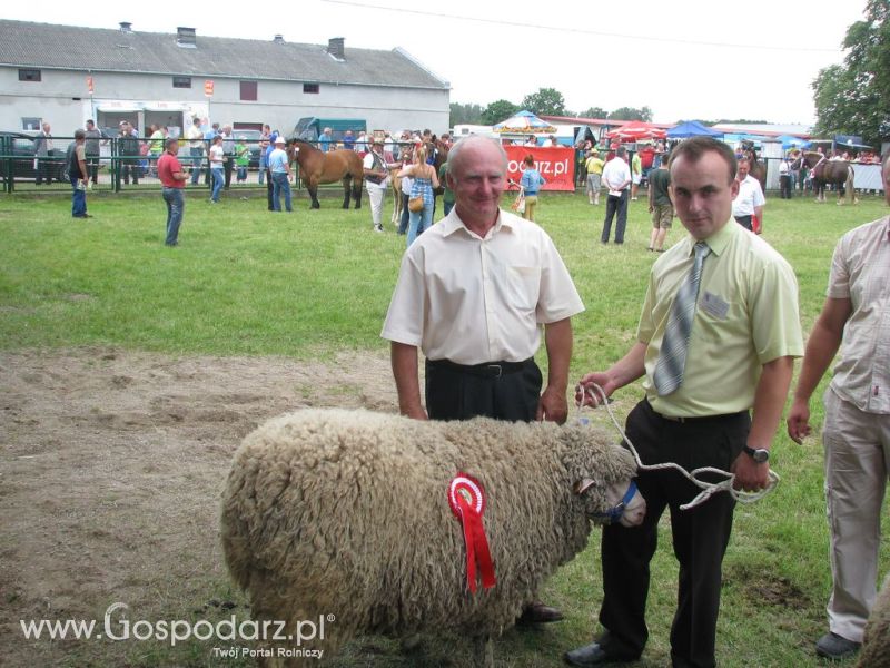 Owce- Szepietowo 2012 XIX Regionalna Wystawa Zwierząt Hodowlanych