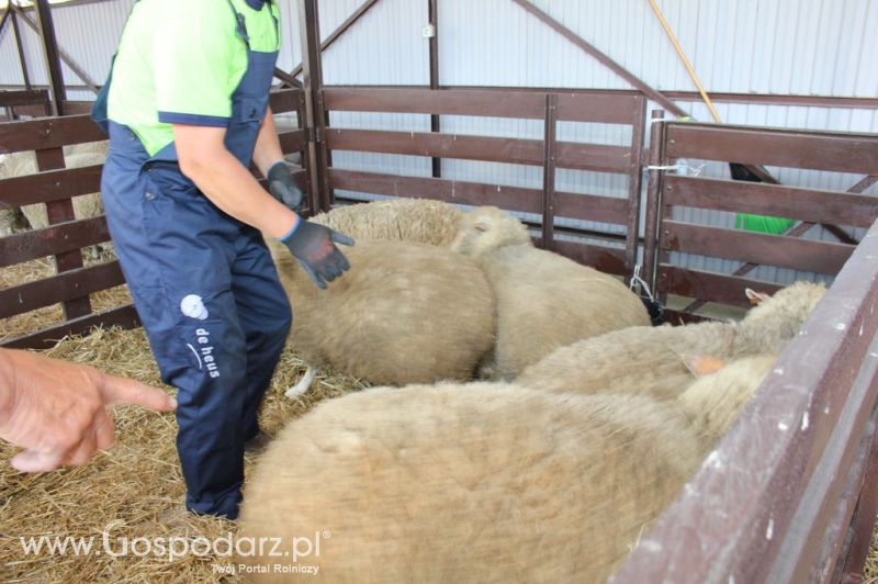 Owce- Szepietowo 2012 XIX Regionalna Wystawa Zwierząt Hodowlanych