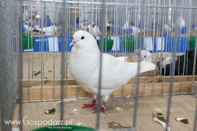 Krajowa Wystawa Zwierząt Hodowlanych w Poznaniu 2017 (piątek, 5 maja)