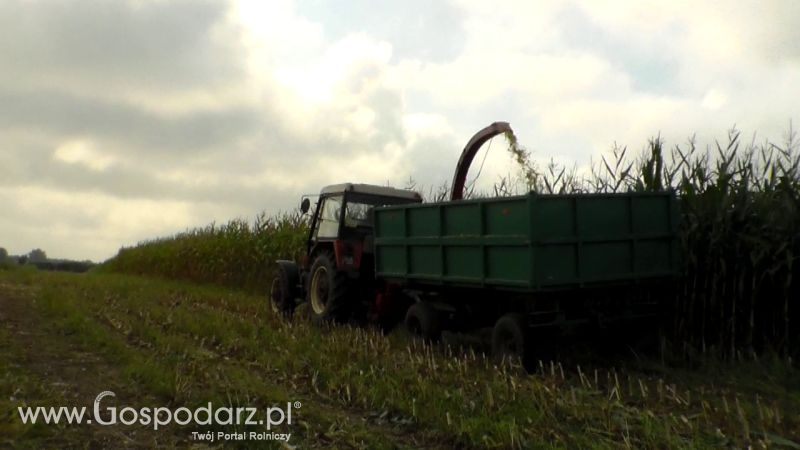 Kiszonka 2013