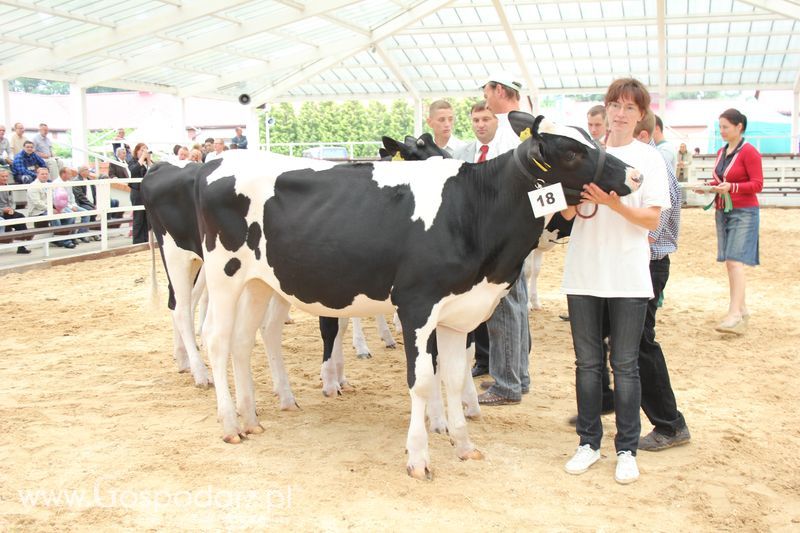 Wystawa bydła Sielinko 2011