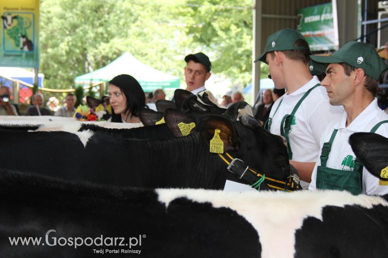 Bydło - Szepietowo 2012 XIX Regionalna Wystawa Zwierząt Hodowlanych