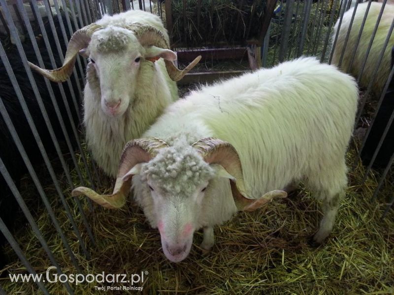 XXVI Krajowa Wystawa Zwierząt Hodowlanych - sobota i niedziela