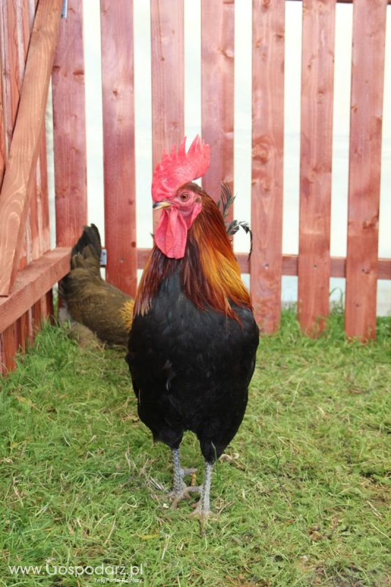 Konferencja Naukowo-Techniczna pt. Innowacyjność w produkcji zwierzęcej - oczekiwania czy konieczność dzień drugi