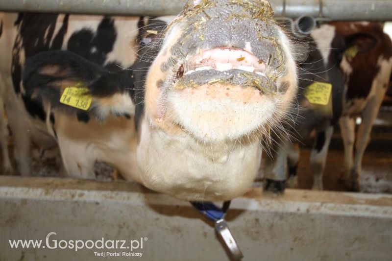 Wyjazd studyjny na farmę Langengrassau w Niemczech