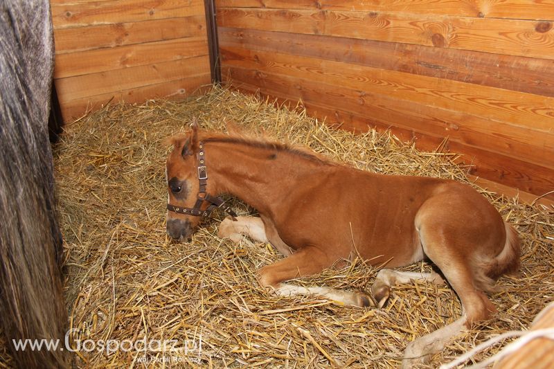 Wielkopolskie Targi Rolnicze „Sielinko 2011”  - Sobota