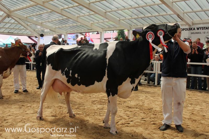 Championi VII Ogólnopolskiej Wystawy Bydła Hodowlanego - Sielinko 2012