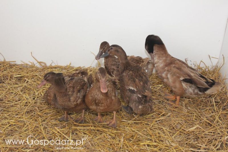 XXVI Krajowa Wystawa Zwierząt Hodowlanych - sobota i niedziela