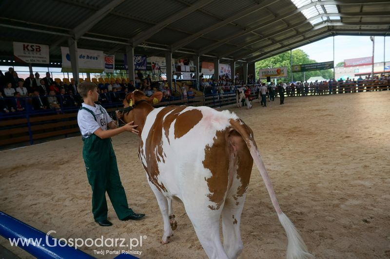 Wystawa zwierząt w Szepietowie