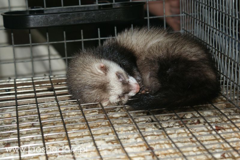 Króliki, nutrie, lisy, norki i inne futerkowe zwierzęta na XXV KWZH