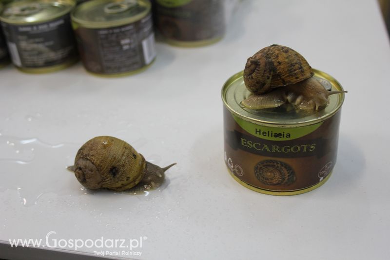 XXV Krajowa Wystawa Zwierząt Hodowlanych Niedziela