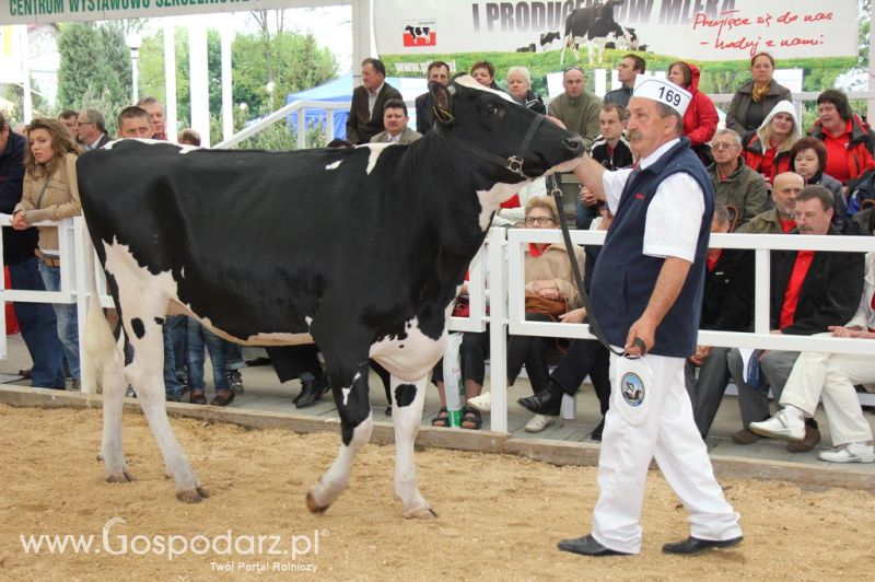 VII Ogólnopolska Wystawa Bydła Hodowlanego - Sielinko 2012