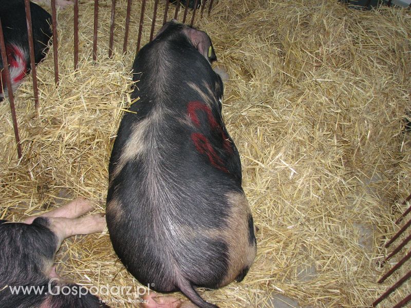 Lochy, knury na XXV Krajowej Wystawie Zwierząt Hodowlanych