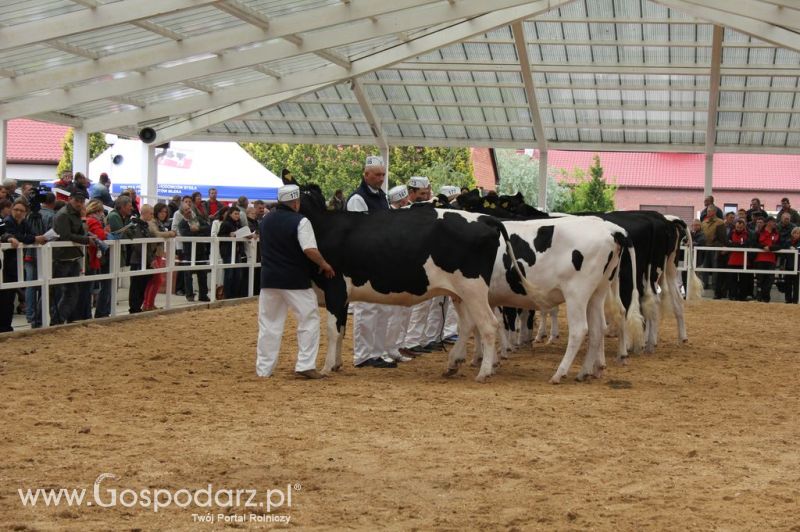 VII Ogólnopolska Wystawa Bydła Hodowlanego - Sielinko 2012