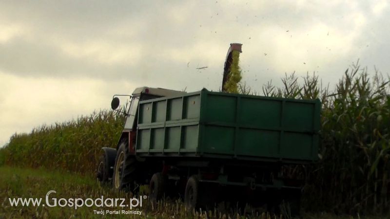 Kiszonka 2013