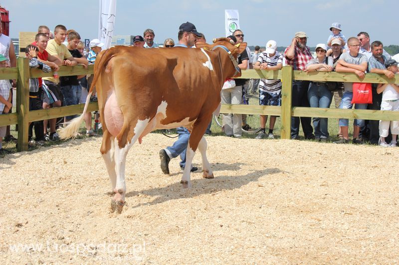 Superchampioni i championi Śląskiej Wystawy Bydła Mlecznego Opolagra 2011